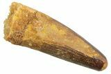 Juvenile Fossil Spinosaurus Tooth - Real Dinosaur Tooth #354842-1
